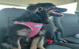 Mixed Breed dogs for adoption: ROBY, a superb puppy boy - for a Loving Home - Image 27