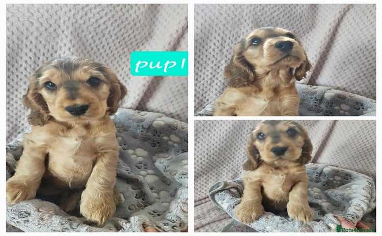 Cocker Spaniel dogs - Advert 2