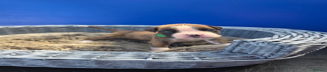 Boxer Puppy 8