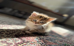 Persian cats for sale: mixed persian & bombay kittens  in Maidstone - Image 15