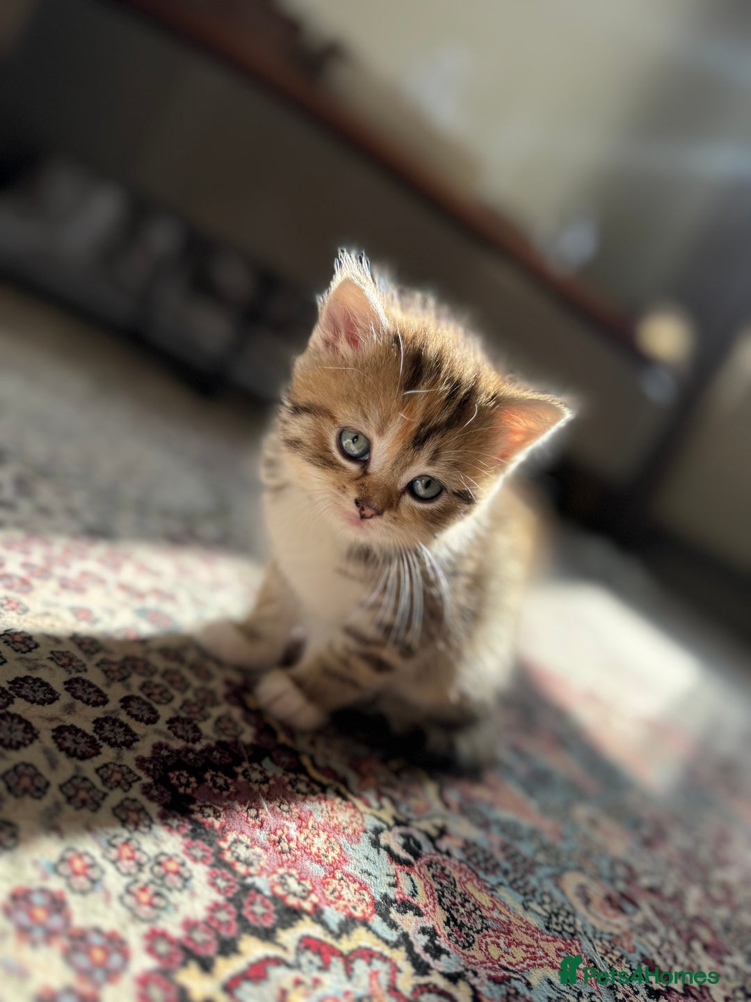 Persian cats for sale: mixed persian & bombay kittens  in Maidstone - Image 15