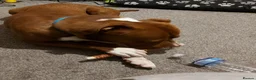 American Bulldog dogs for sale: 1 year old male American bulldog - Advert 5