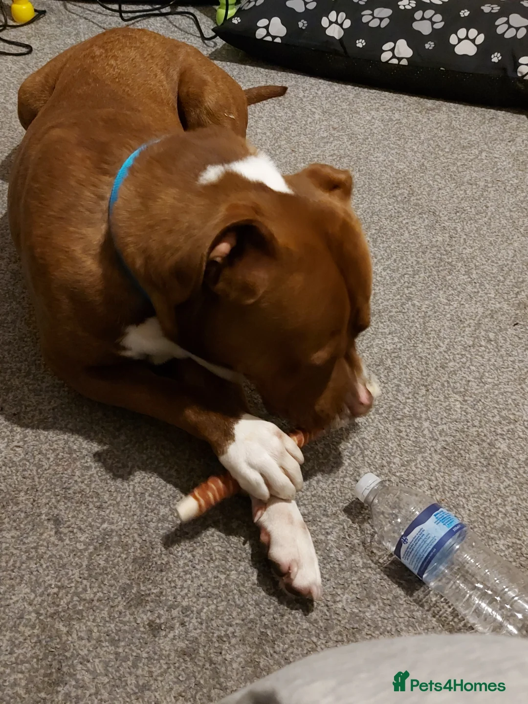 American Bulldog dogs for sale: 1 year old male American bulldog - Advert 5