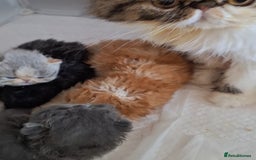 Persian cats for sale: Adorable Pure persian kitten  - Image 14