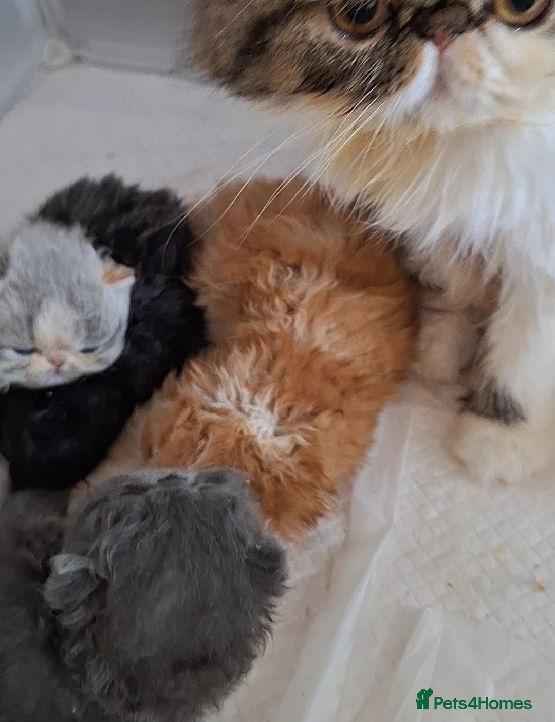 Persian cats for sale: Adorable Pure persian kitten  - Image 14