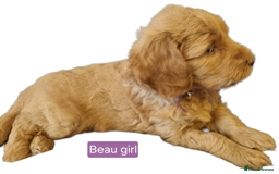 Labradoodle dogs for sale: Outstanding beautiful labradoodles F3b puppies - Image 3