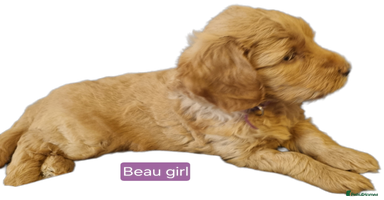 Labradoodle dogs - Advert 12