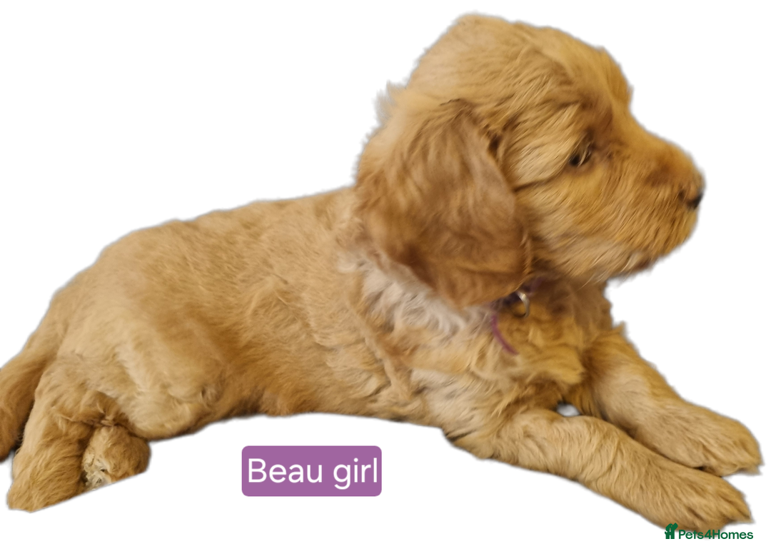 Labradoodle dogs for sale: Outstanding beautiful labradoodles F3b puppies - Image 3