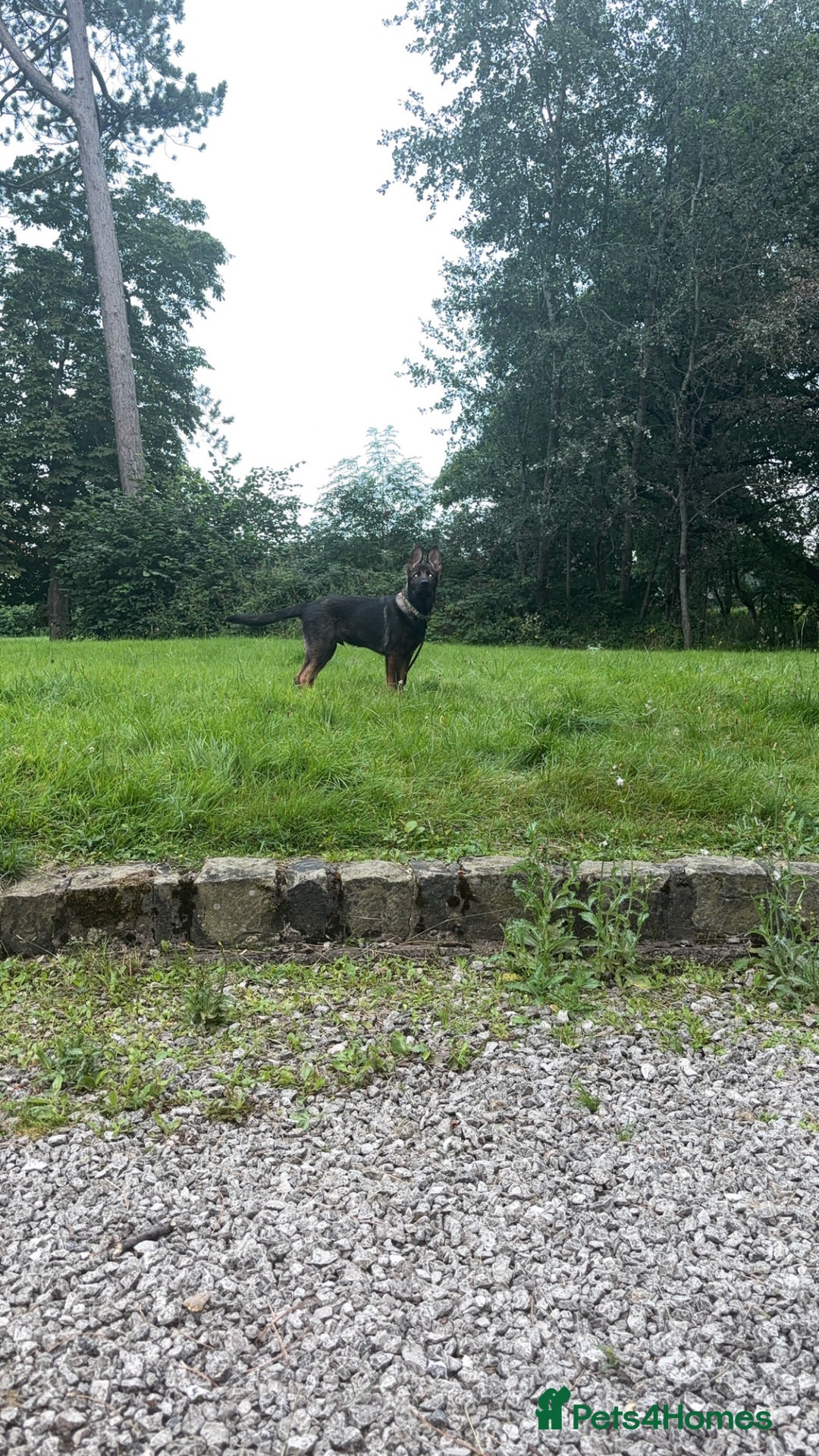 German Shepherd dogs for sale: Scout - Image 3