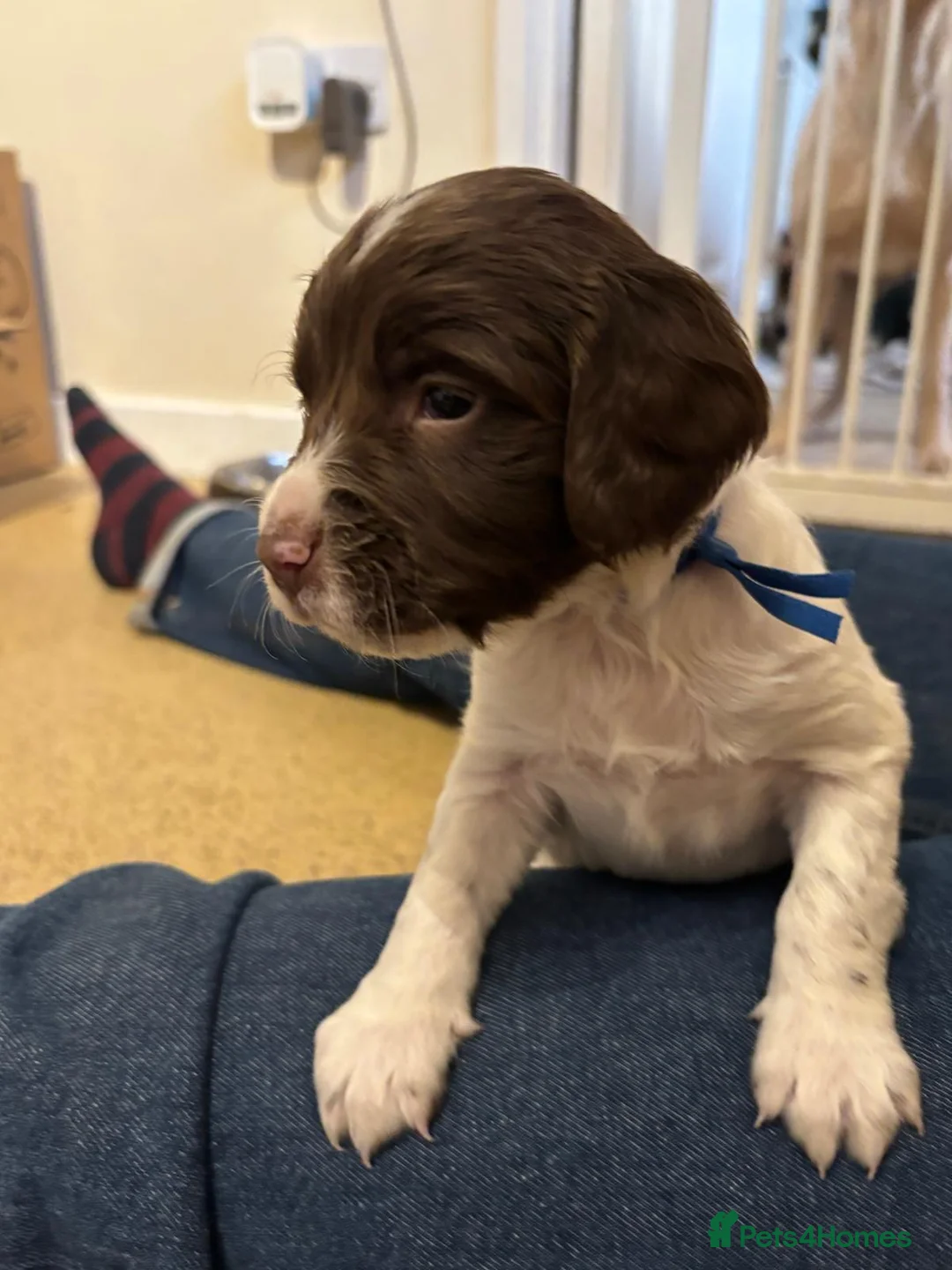 English Springer Spaniel dogs for sale: Beautiful bouncy English springer spaniel puppies - Advert 3