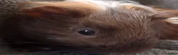 Guinea Pig rodents for sale: Male Guinea Pig for Sale - Advert 6
