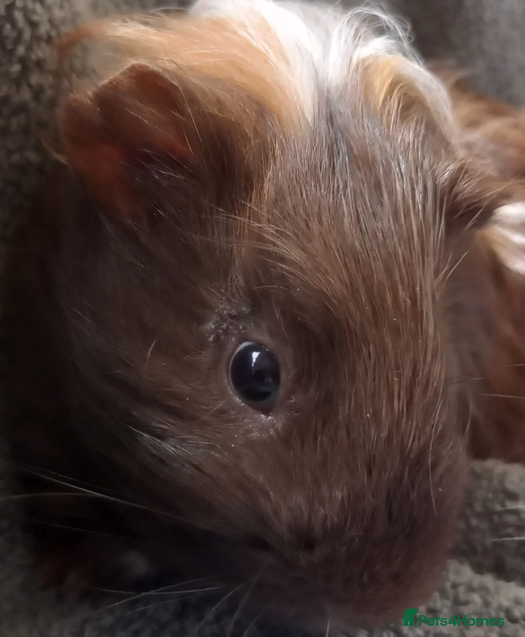 Guinea Pig rodents for sale: Male Guinea Pig for Sale - Advert 6