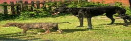 Lurcher dogs for sale: First cross saluki greyhounds  - Advert 20