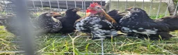 Chickens poultry for sale: mixed colour pekin bantams - Advert 1