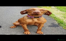Hungarian Vizsla dogs for sale: Hungarian Vizsla Bitch 7 years old - Image 1