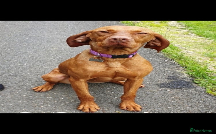 Hungarian Vizsla dogs - Advert 1