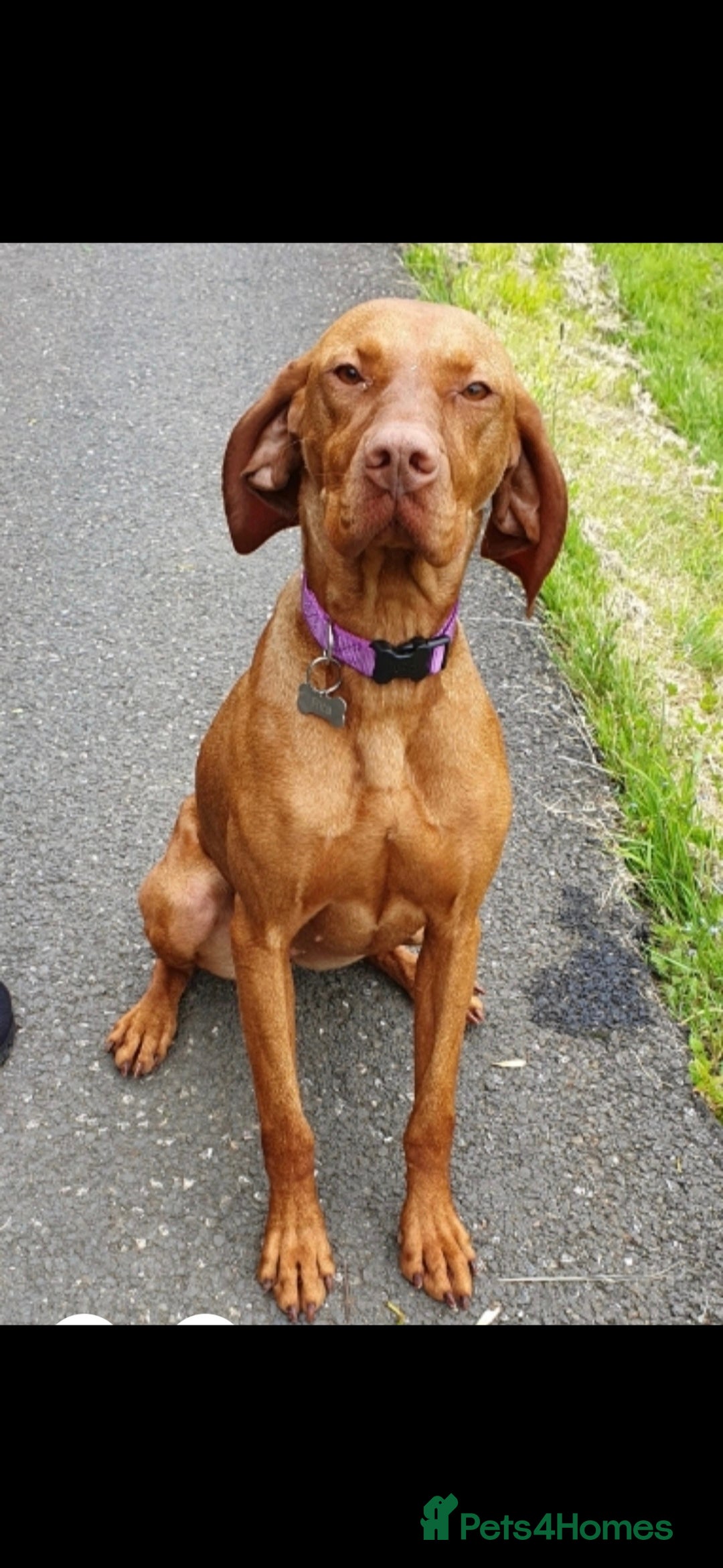 Hungarian Vizsla dogs for sale: Hungarian Vizsla Bitch 7 years old - Image 1