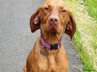 Hungarian Vizsla dogs - Advert 22