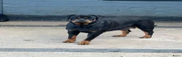 Rottweiler dogs for sale: Rottweiler 🐾 - Advert 3