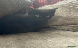 Mixed Breed cats for sale: Ready now beautiful little kittens - Image 2