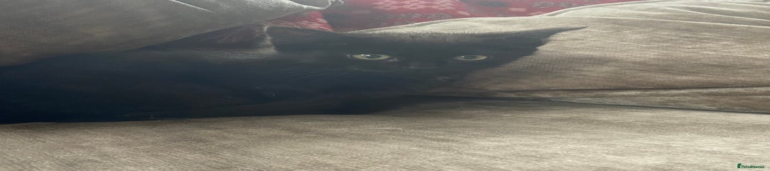 Mixed Breed Kitten 3