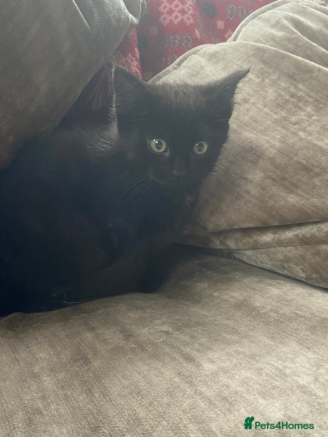 Mixed Breed cats for sale: Ready now beautiful little kittens - Image 2