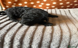 Mixed Breed dogs for sale: 8 beautiful cockapoo cross cavapoo pups - Image 12