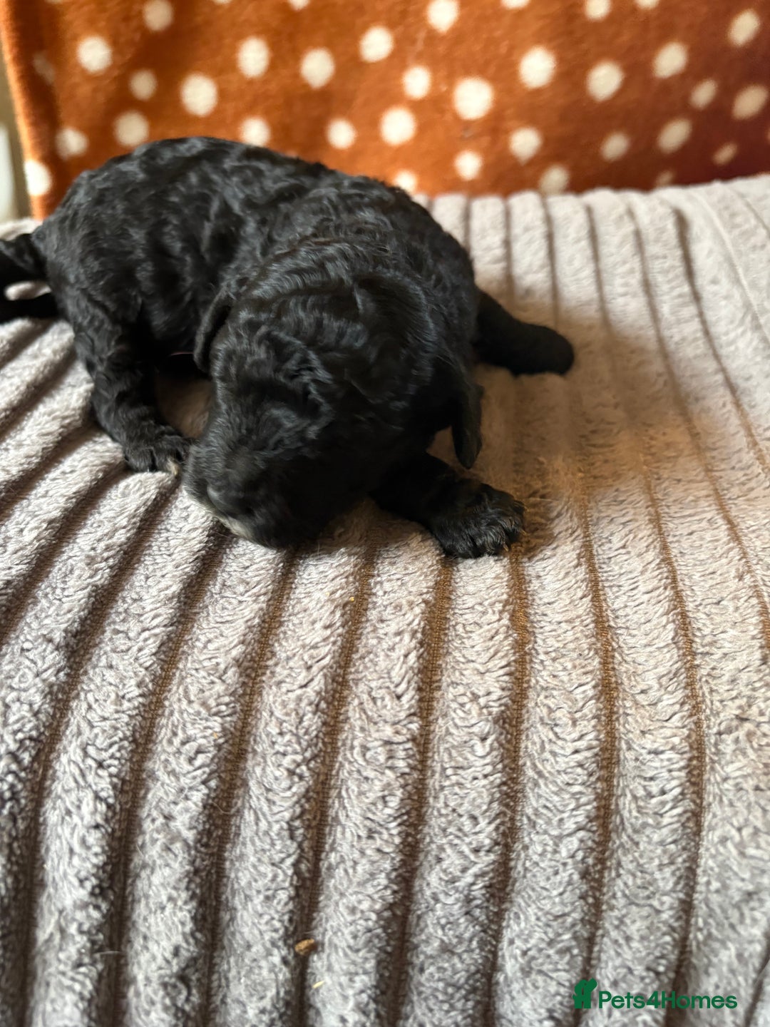 Mixed Breed dogs for sale: 8 beautiful cockapoo cross cavapoo pups - Image 12