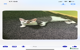 Mixed Breed cats for sale: Lovely 6 month old tabby boy  - Image 2