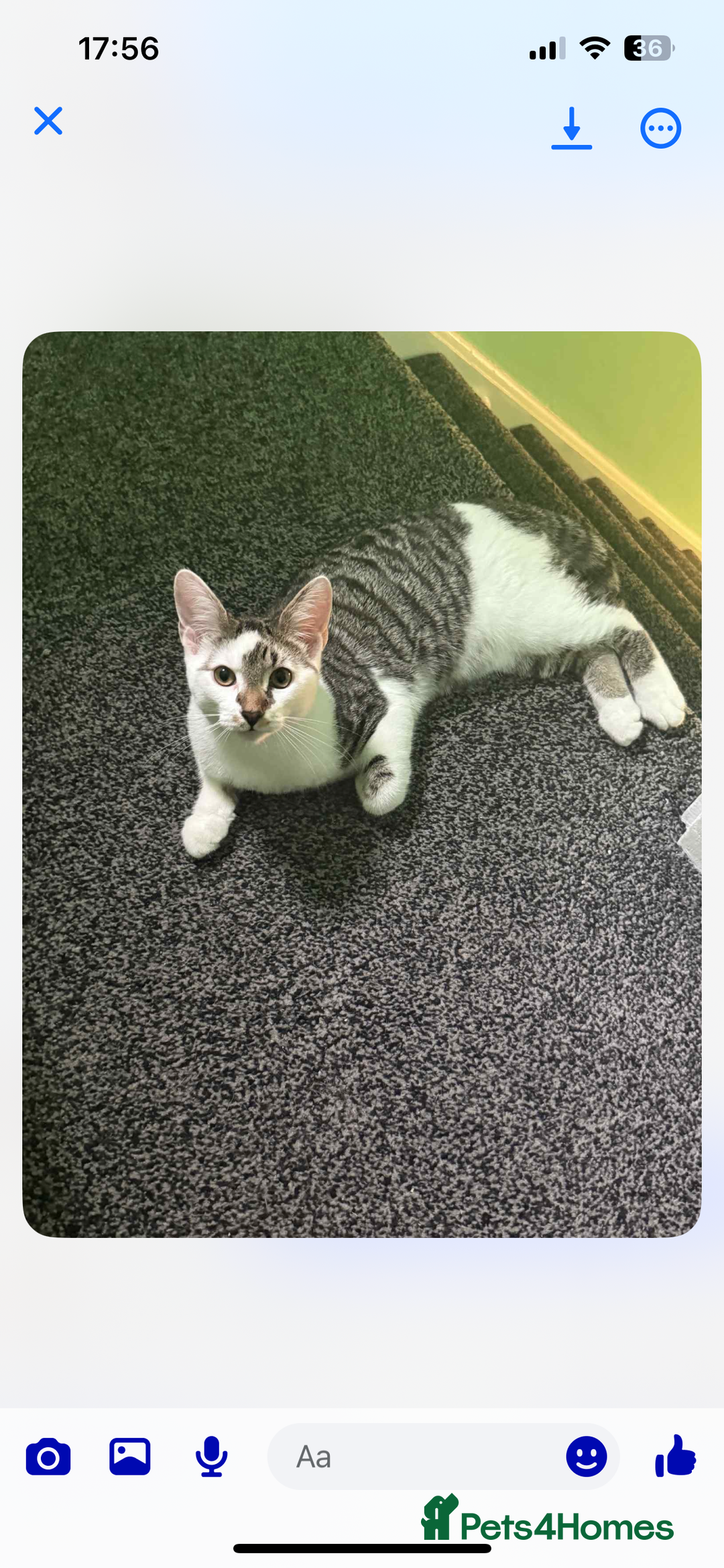 Mixed Breed cats for sale: Lovely 6 month old tabby boy  - Image 2