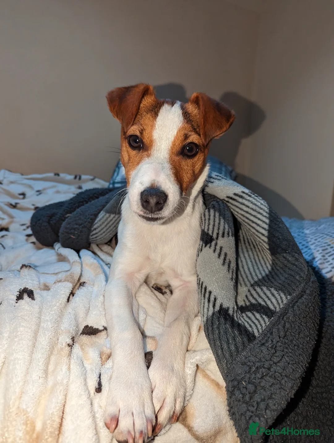 Jack Russell dogs for stud: Digby Jack Russell Stud in Crediton - Advert 4