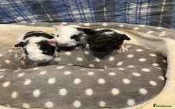 Guinea Pig rodents for sale: Lots of lovely baby guinea pigs - Image 8