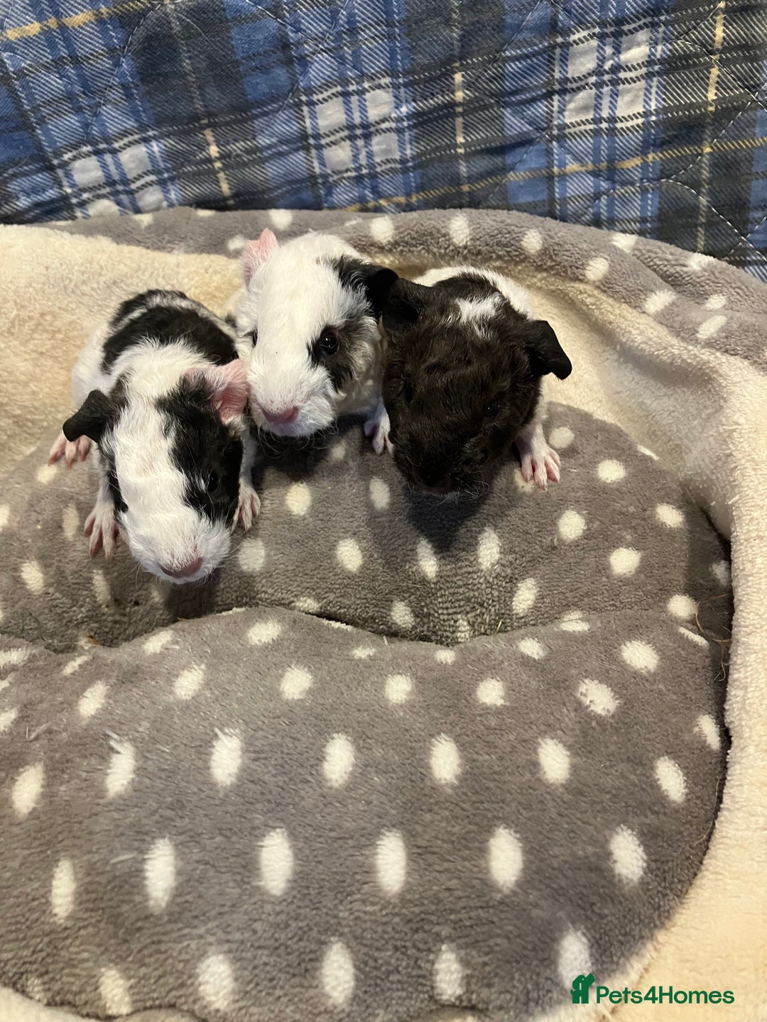 Guinea Pig rodents for sale: Lots of lovely baby guinea pigs - Image 8