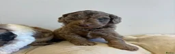 Cockapoo dogs for sale: Beautiful cockapoo puppy’s - Advert 15