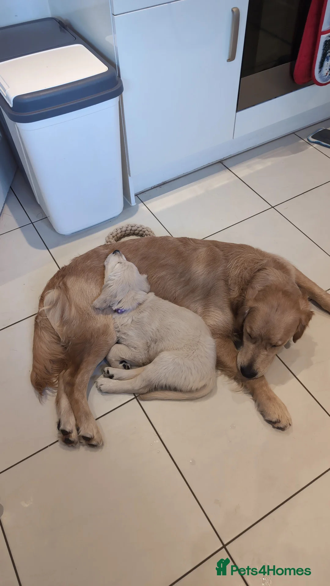 Golden Retriever dogs for sale: Golden Retriever Puppies For Sale - Advert 15