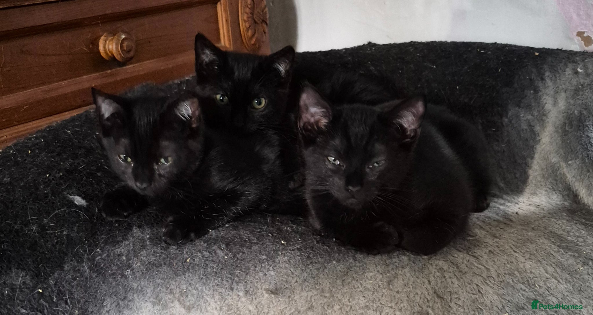 Mixed Breed cats Kittens - Advert 3