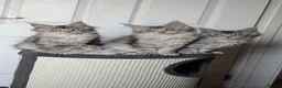 Maine Coon cats for sale: Maine coon kittens ready to leave now - Advert 21