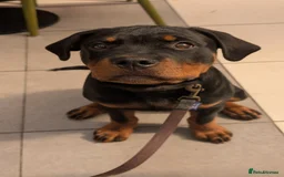 Rottweiler dogs for sale: 6 months male Rottie - Image 2