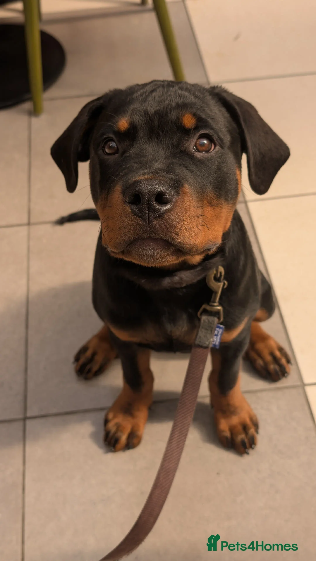 Rottweiler dogs for sale: 6 months male Rottie - Image 2
