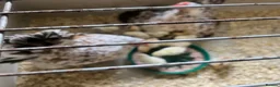 Mixed Breed birds for sale: Serama chicks for sale - Advert 5