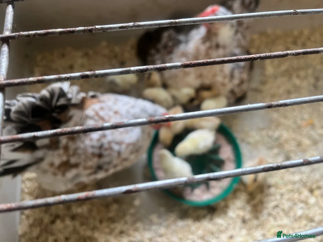 Mixed Breed birds for sale: Serama chicks for sale - Advert 5