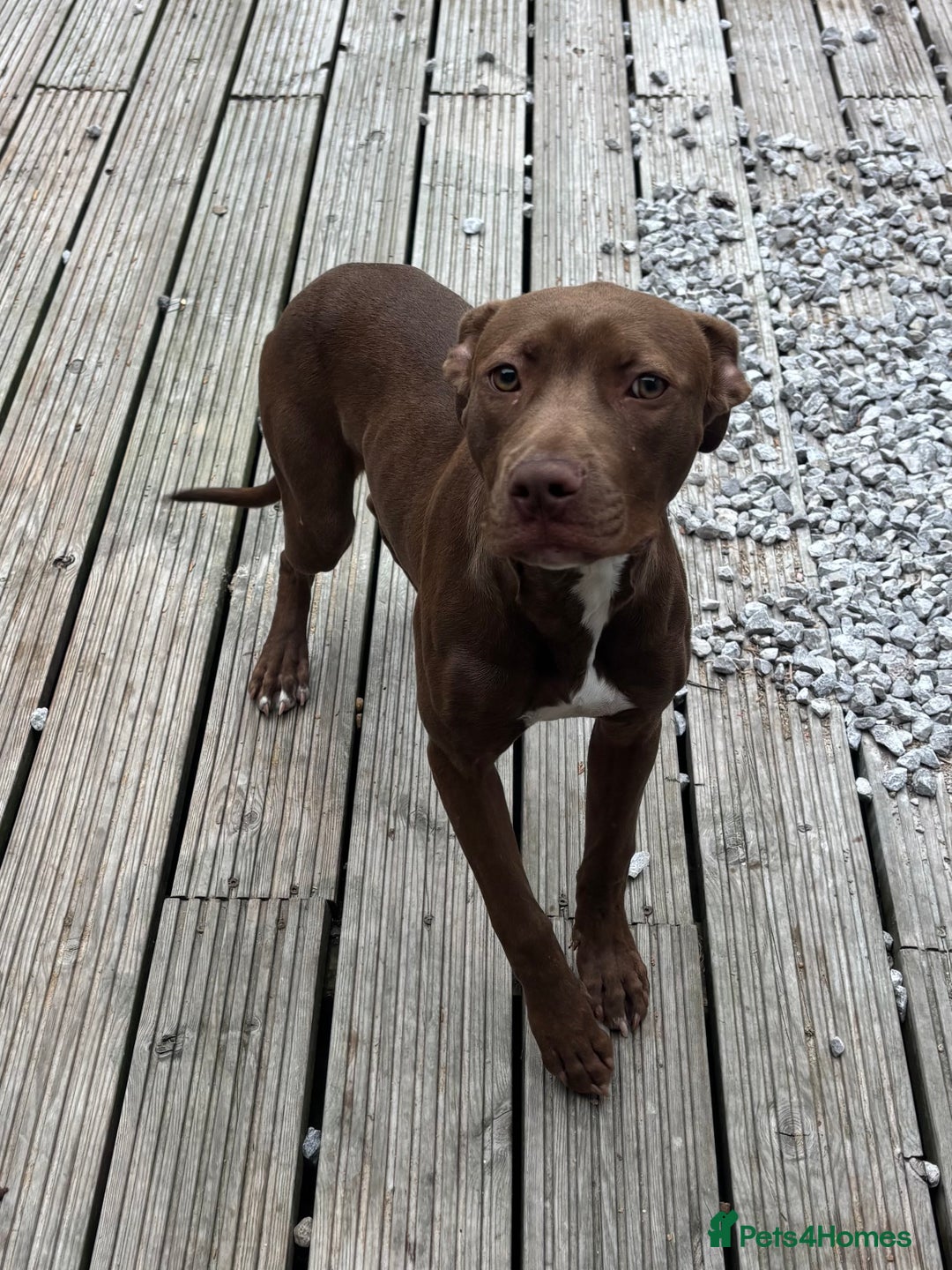 American Bull Staffy dogs for sale: Rio - a beautiful caramel coloured girl.  - Image 6