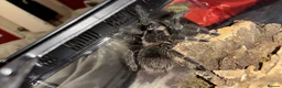 Tarantulas invertebrates for sale: Tarantulas For Sale - Advert 5