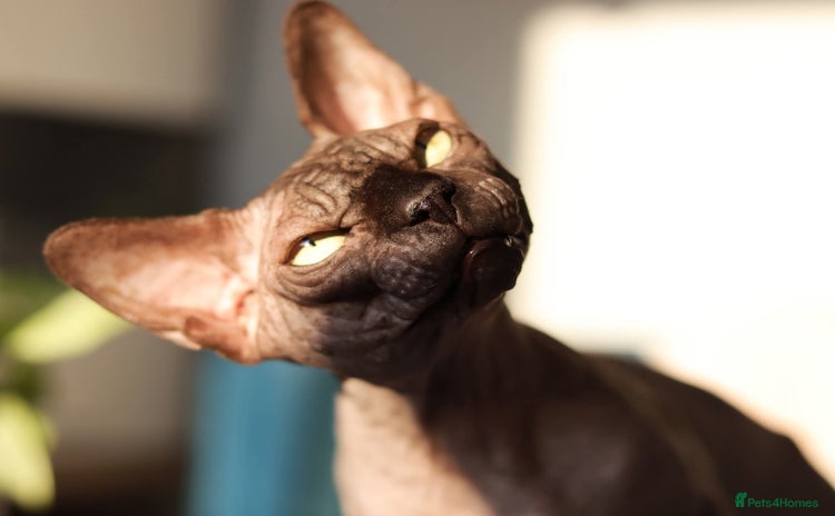 Sphynx cats - Advert 3
