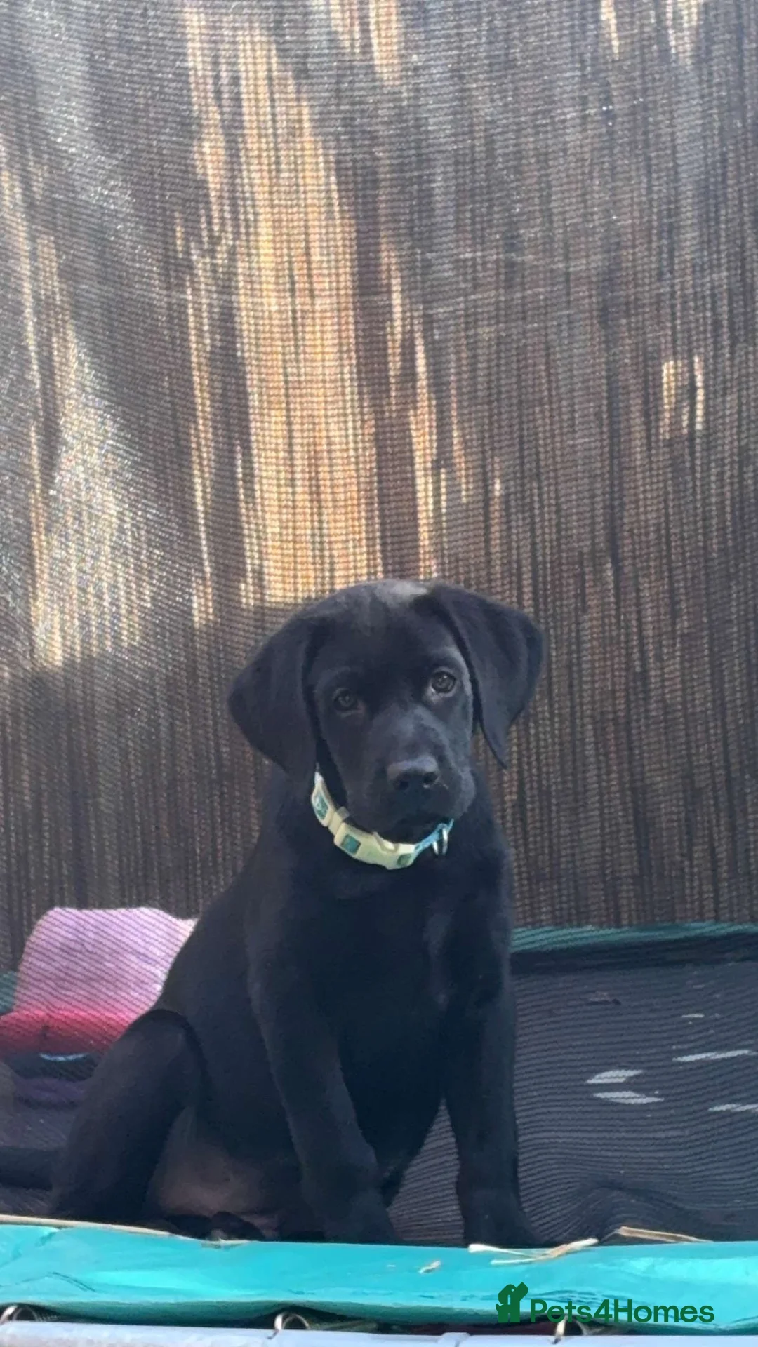 Labrador Retriever dogs for sale: 4 month lab called beau  - Advert 2