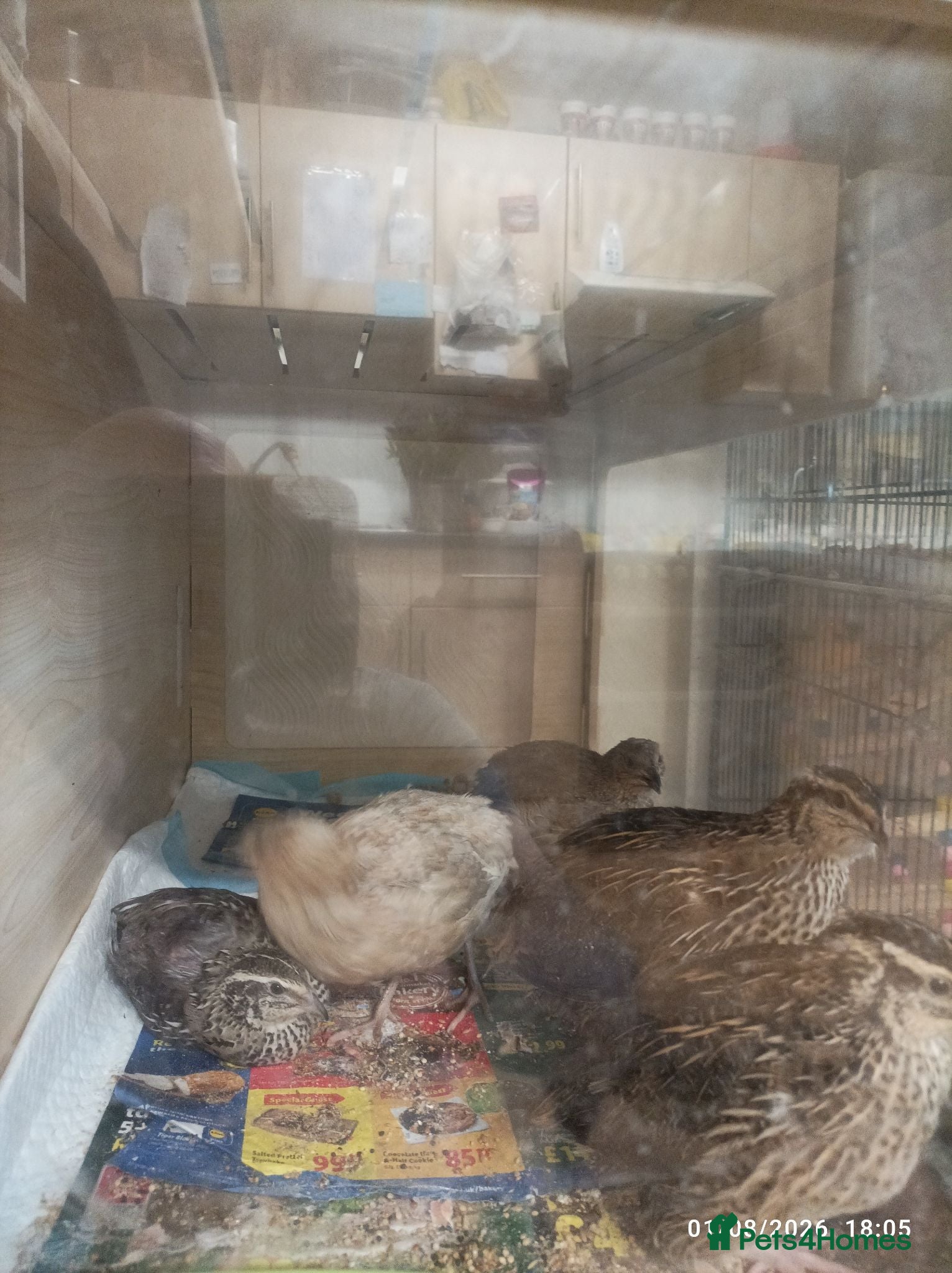 Quail poultry Coturnix Quails - groups /hens etc - Advert 2