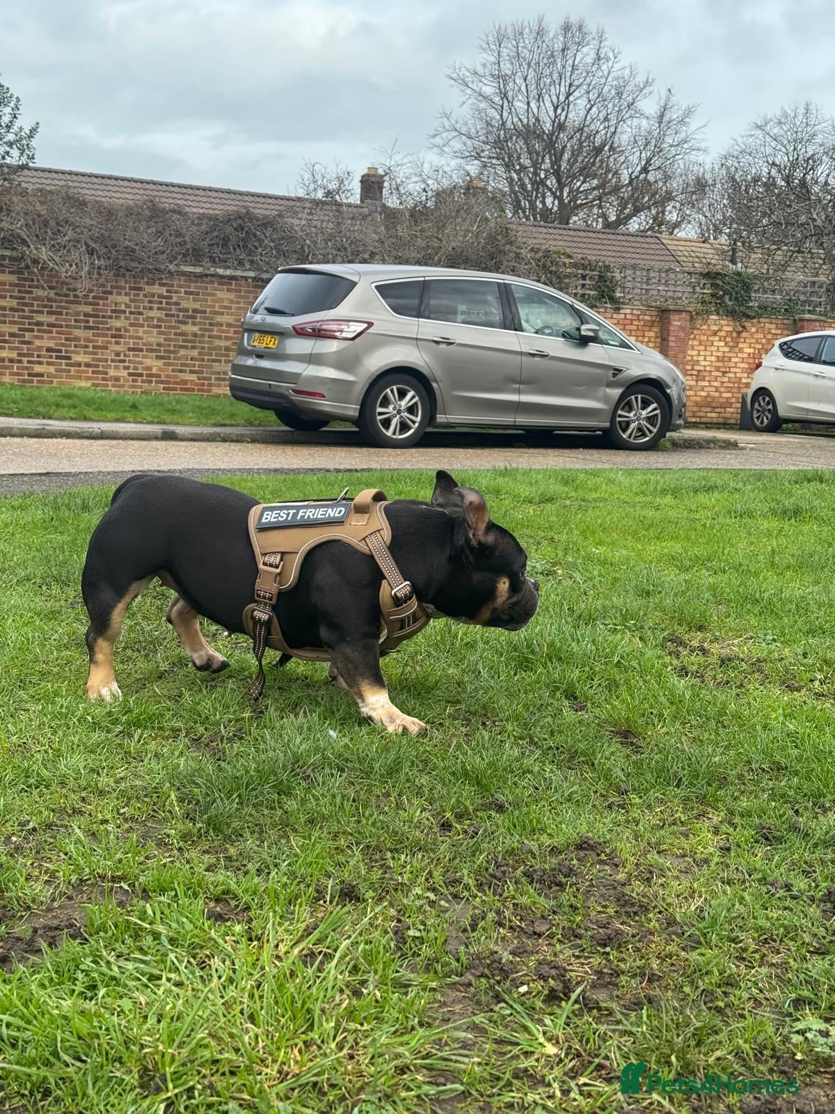 Mixed Breed dogs Exotic bully  - Advert 16