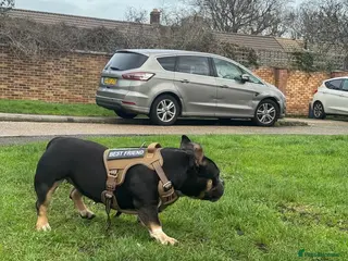 Mixed Breed dogs Exotic bully - Advert 5