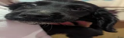 Cocker Spaniel dogs for sale: 2 georgous black cocker spaniel puppies  - Advert 4