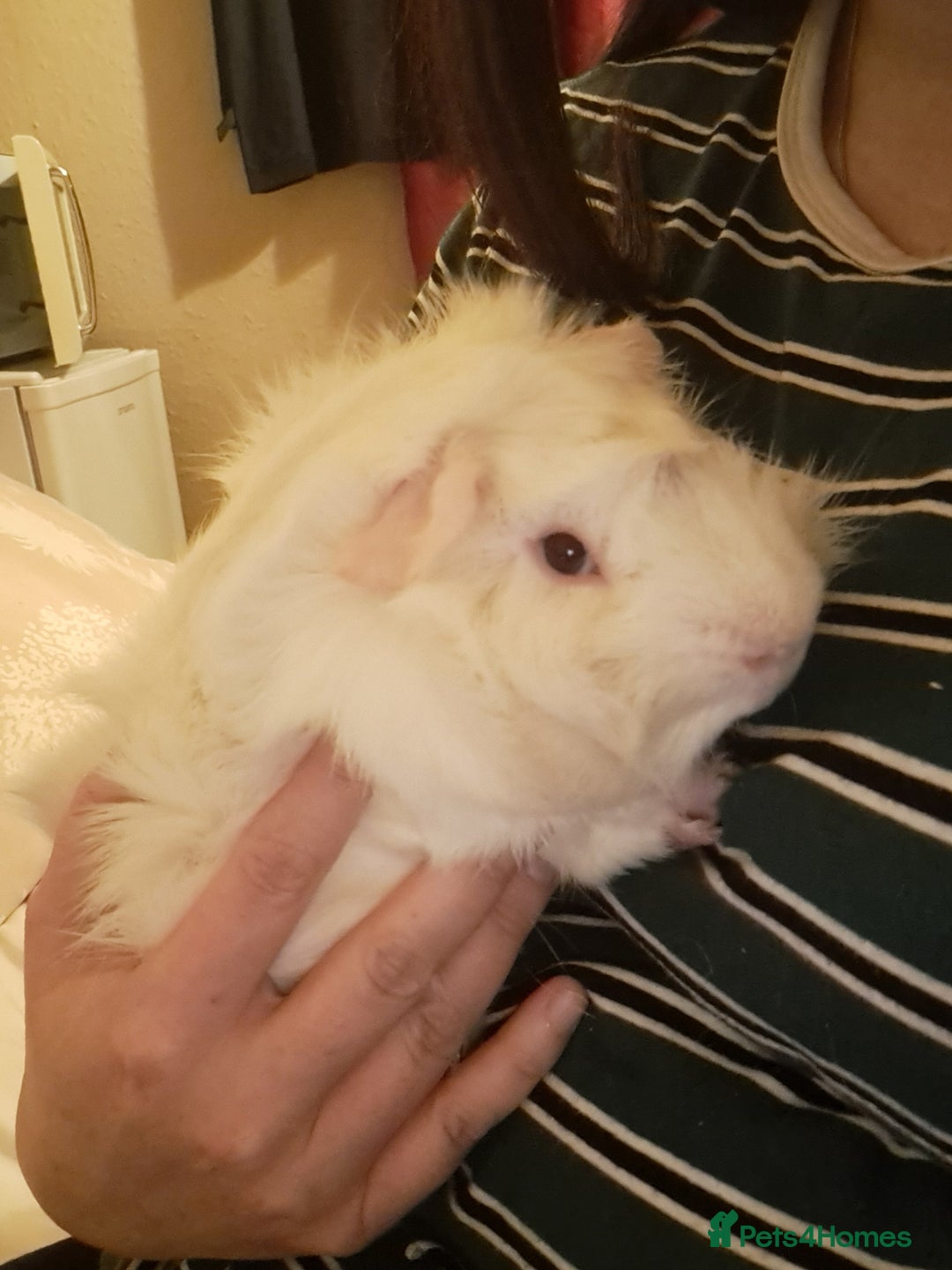 Guinea Pig rodents for sale: Lovely male guinea pig - Advert 4